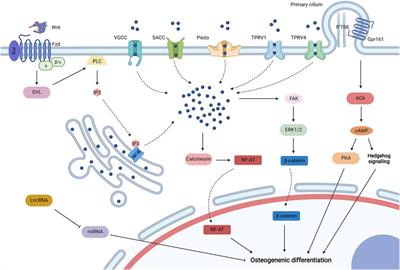 Frontiers | Biophysical Stimuli as the Fourth Pillar of Bone 